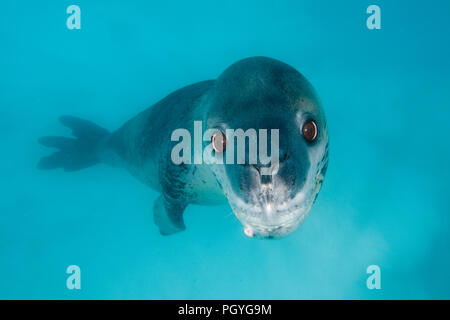 Leopard seal (Hydruga leptonyx), swimming underwater, Pleneau Island, Antarctic Peninsula, Antarctica