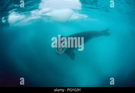 Leopard seal (Hydruga leptonyx), swimming underwater, Verdnadsky Station, Antarctic Peninsula, Antarctica