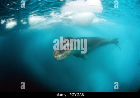 Leopard seal (Hydruga leptonyx), swimming underwater, Verdnadsky Station, Antarctic Peninsula, Antarctica