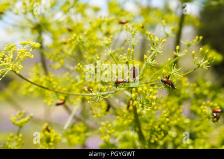 Red beetles crawling on a green plant, Lilioceris cheni, also know as air potato leaf beetle. Stock Photo