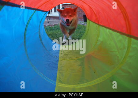 Shiba Inu Puppy running through a colourful tunnel in the garden Stock Photo
