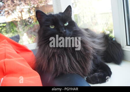 Black long haired cat sunbathing in the sun lying down Stock Photo