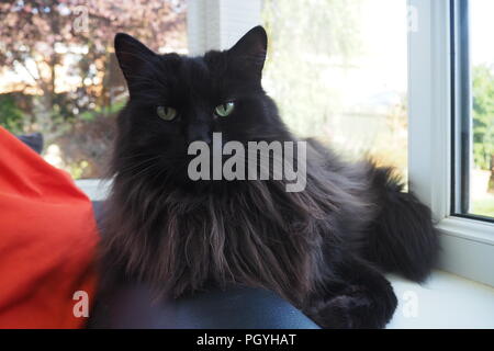Long haired fluffy black adult cat lying looking at camera Stock Photo