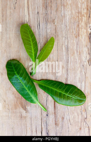 Fresh Cashew leaves on wooden table from above. Stock Photo