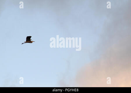 Grey heron flying at sunset Stock Photo