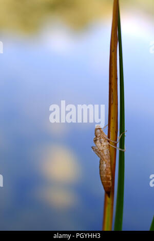 Nymph Casing Empty dragonfly nymph casing Stock Photo - Alamy