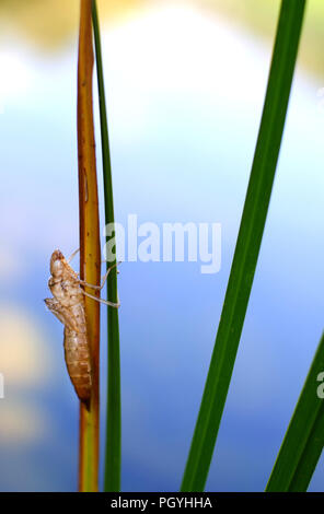 Insect Nymph Casing Empty dragonfly nymph casing Stock Photo - Alamy