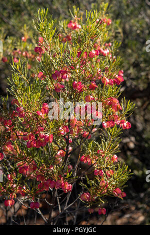 Dodonaea lobulata, Bead Hopbush Stock Photo