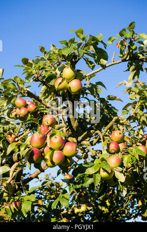 An old apple tree recovering after a period of prolonged drought and heat in summer in UK Stock Photo