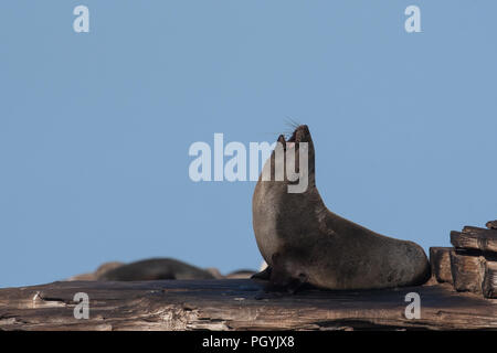 A Cape Fur Seal, also known as Brown fur seal (Arctocephalus pusillus), stretches itself off the coast of Gansbaai near Cape Town, South Africa Stock Photo