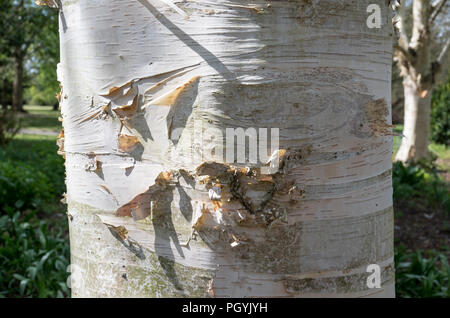 Detail revealed in close-up of the trunk and bark of a Silver birch tree in England UK Stock Photo