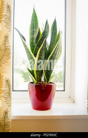 Sansevieria trifasciata Futura Superba purifying air in a bedroom window in UK Stock Photo