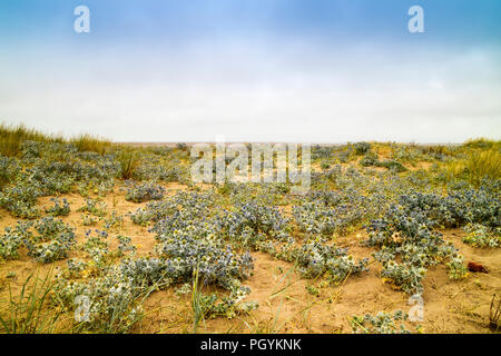 Sand dunes with spiky coastal plant Sea Holly or Eringium growing in abundance along sandy beach. Stock Photo