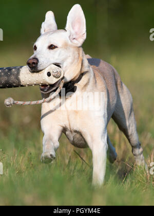 A Yellow Labrador Retriever training for hunting season on a late summer day Stock Photo