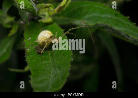 A young white orb-weaving spider guarding her prey - a bug, tied down to a leaf y spider-silk. Detailed image with dark green and black background. Stock Photo