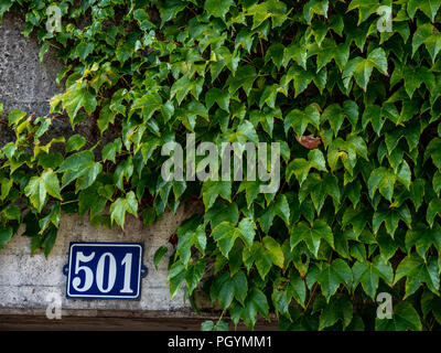 house number 501 at a concrete wall with wall plant covering it up Stock Photo