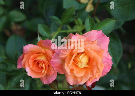 Close up view of multicolored roses Stock Photo