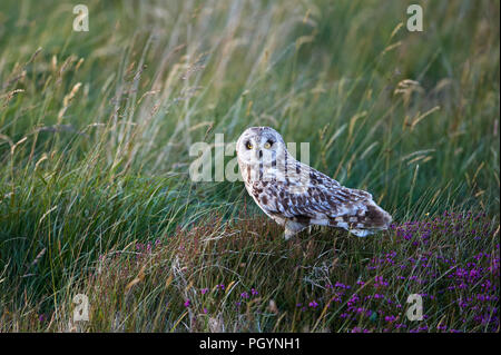 Short-eared owl, Aseo flammeius, UK Stock Photo