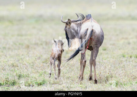 Blue Wildebeest (Connochaetes taurinus) mother with a new born calf walking on savanna, seen from behind, Ngorongoro conservation area, Tanzania. Stock Photo