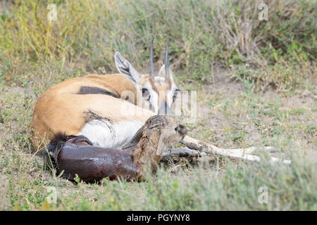 Grant's gazelle (Gazella granti) giving birth to a new born baby, Ngorongoro conservation area, Tanzania. Stock Photo