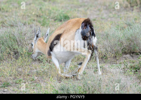 Grant's gazelle (Gazella granti) giving birth to a new born baby, Ngorongoro conservation area, Tanzania. Stock Photo
