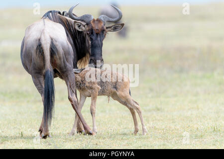 Blue Wildebeest (Connochaetes taurinus) female feeding newborn calf, Ngorongoro crater national park, Tanzania. Stock Photo