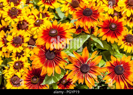 Orange yellow colors Plants for a summer flower bed, Rudbeckia hirta ' Sonora, ' Cappuccino ', garden border mixed flowers Stock Photo