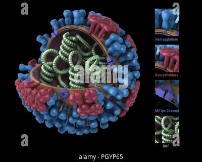 Computer generated 3D model, showing a cross-section of the green RNP spirals, blue hemagglutinin, red neuraminidase, and purple m2 ion channels that constitute the structure of the Influenza A Virus (Orthomyxovirus family) image courtesy CDC/Douglas Jordan, 2009. () Stock Photo