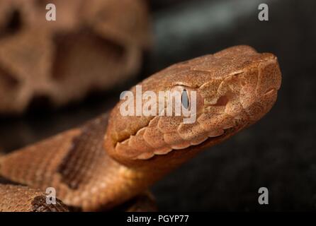 Photograph showing a close-up, profile view of the brown and tan patterned head and eye of a juvenile, venomous, Southern copperhead snake (Agkistrodon contortrix) image courtesy CDC/James Gathany, 2008. () Stock Photo