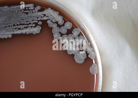 Colonial Morphology Of Gram-negative Burkholderia Mallei Bacteria Grown ...