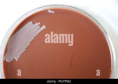 Colonial Morphology Of Gram-negative Burkholderia Mallei Bacteria Grown ...