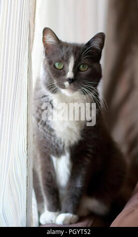 Gray sad cat looking at the camera Stock Photo