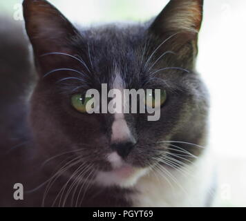 Gray sad cat looking at the camera Stock Photo
