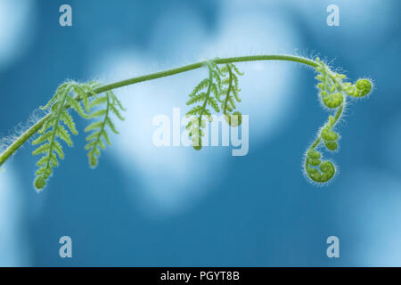 close up fresh circinate venation of young green stem fern leaves with bokeh in the morning sunlight on the blue background with copy space. selective Stock Photo