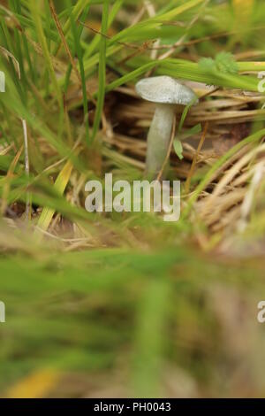 Small fruit body of Clitocybe odora, also known as the aniseed toadstool. Stock Photo