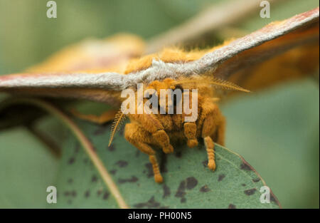 EMPEROR GUM MOTH (Opodiphthera eucalypti) Stock Photo