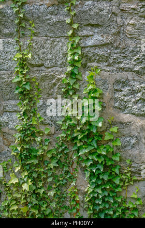 ivy climbing an old stone wall Stock Photo