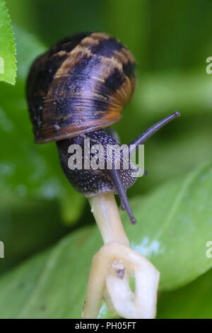 London. UK 29 Aug 2018 - A snail on a wet plant after rainfall in the capital.    Credit: Dinendra Haria/Ģ����ý Live News Stock Photo