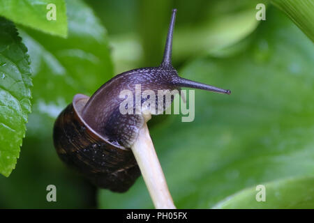 London. UK 29 Aug 2018 - A snail on a wet plant after rainfall in the capital.    Credit: Dinendra Haria/Ģ����ý Live News Stock Photo