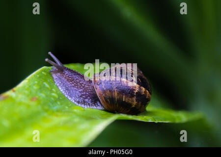 London. UK 29 Aug 2018 - A snail slides on a wet plant after rainfall in the capital.    Credit: Dinendra Haria/Ģ����ý Live News Stock Photo