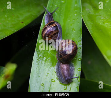 London. UK 29 Aug 2018 - A snail slides away after climbing on the other snail on a wet leaf after rainfall in London.   Credit: Dinendra Haria/Ģ����ý Live News Stock Photo