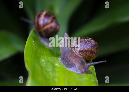 London. UK 29 Aug 2018 - A snail slides away after climbing on the other snail on a wet leaf after rainfall in London.   Credit: Dinendra Haria/Ģ����ý Live News Stock Photo