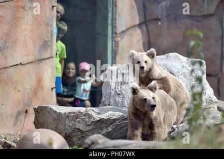 The Himalayan brown bear (Ursus arctos isabellinus) in South Bohemia Zoological Gardens of Hluboka nad Vltavou, Czech Republic, August 29, 2018. (CTK Photo/Vaclav Pancer) Stock Photo