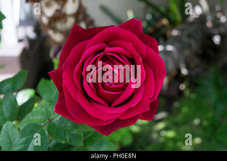 Florals captured in the state of California. Exotic roses and different beautiful flowers to adorn any layout. Stock Photo