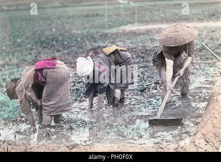 [ 1890s Japan - Rice Farming ] —   Three farmers working in a rice field. The farmer on the right is wearing a sugegasa (conical hat).  19th century vintage albumen photograph. Stock Photo