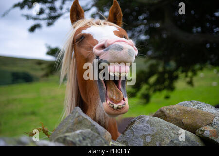 A laughing Horse, I came accross somewhere in Wales. Stock Photo