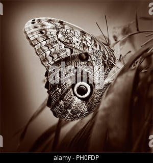 Caligo atreus or giant owl butterfly, South America, sepia. Stock Photo