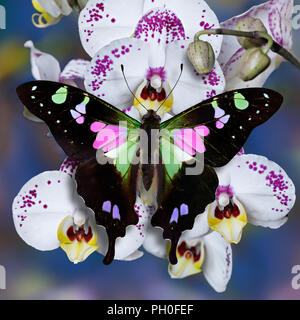 Butterfly Graphium weiskei swallowtail, Papilionidae, on white orchid flowers with blurred blue background Stock Photo