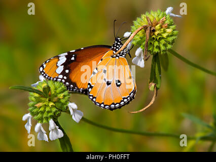 Orange butterfly Plain Tiger or Danaus chrysippus drinking nectar among white flowers in a garden. Stock Photo