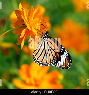 Danaus genutia or oriental striped tiger orange butterfly on a double orange flower of cosmos among orange flowers. Stock Photo